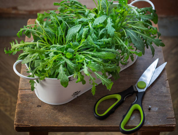 How to Grow Arugula Indoors: A Step-by-Step Guide