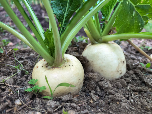 How to Grow Turnips: A Simple Guide