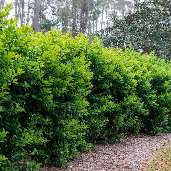 14 Best Bushes for Privacy (That Actually Look Good Too)
